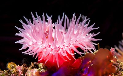 Sea Anemone May Repair Damaged Hearing