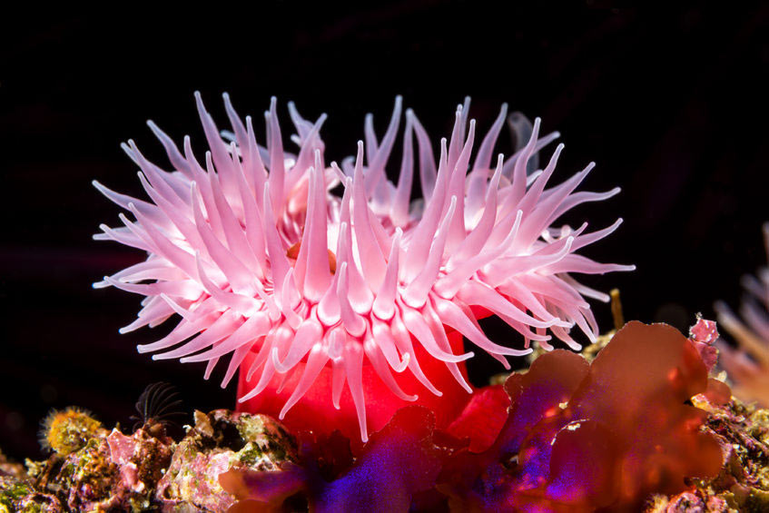 Sea Anemone May Repair Damaged Hearing