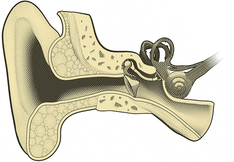 Article 2 cochlea